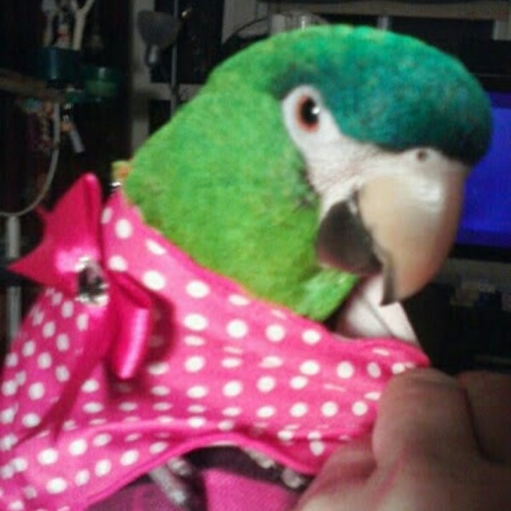 Meet your Posher, Nina